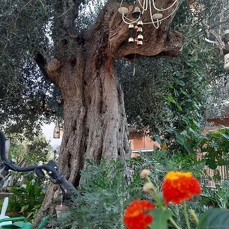 Apartman Antico Olivo